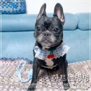 강아지하네스 리드줄 귀여운 하트는멍멍 케이프 목줄