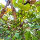 조준농장 이미지