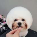 소풍애견미용 이미지