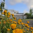 네이처러스 판포나일 이미지