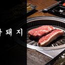 배운돼지