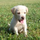 못된강아지 이미지