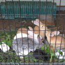 야생사슴농장 이미지