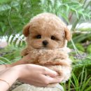 토이샵 | 대전애견샵 미유펫 토이푸들 분양 후기