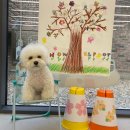 하울팟 케어클럽(분당서현점) 이미지