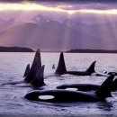 소주나라 이미지