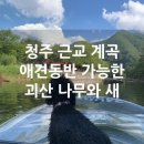 나무와 | 애견동반 가능한 청주 근교 계곡 괴산 나무와새 평상 이용후기