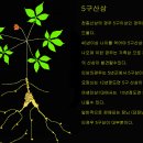 산삼잎 구별 우리의 식물(약용) 이미지