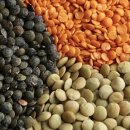 렌틸콩 ( Lentils : 렌즈콩 ) 이미지