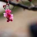 삼소굴