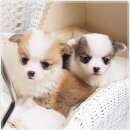 남촌도림동-30 이미지