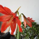 비둘기농장 이미지