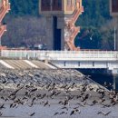 금강하구둑관광지 이미지