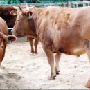 천지한우3 이미지