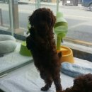 위드독스 샵 이미지