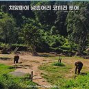 🇹🇭 치앙마이 여행 2-1 |생츄어리 코끼리 투어