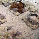 메이플유치원 이미지