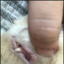 필립동물병원
