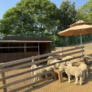 부대목장 이미지