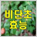 비단초의 효능과 사용법 이미지