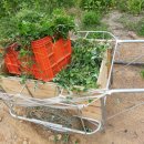 키다리농장 이미지