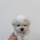 향기펫샵 이미지