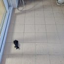 월배1차아이파크 | 대구달서구이사청소 월배아이파크1차 오염없애기