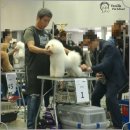 애견미용 이미지