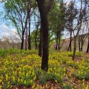 화암로 | 4월 초 대구수목원 벚꽃 아직 볼 수 있을까? 꽃비·튤립 실시간 후기