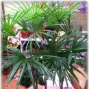 파동약국 이미지