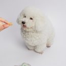 반려와 이미지