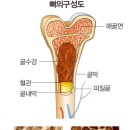 라메드