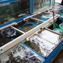 주문진 수산횟집 이미지