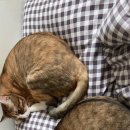 신봉안길 이미지