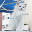 블루랙돌 이미지