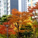 중국단풍길 이미지