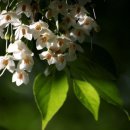 은하주막 이미지