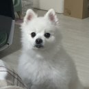 코마지스튜디오