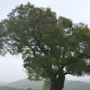 연산 덕암리 고분군 이미지