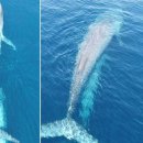 고래세상 이미지