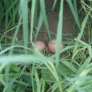 좋은농장 이미지