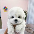 마마스미독 강아지 분양 김해점 이미지