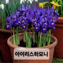 (완료 )쉴라.오시소칼룽.월동하는조선대파 이미지