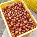 금반농장 이미지