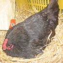 선배네농장 이미지