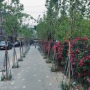 흥선동 행정복지센터 이미지