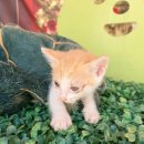 무안고속주유소 이미지