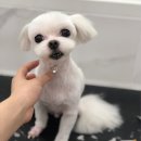 이쁘개애견샵