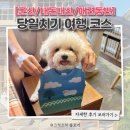초원애견샵 | [전북/군산/내돈내산] 애견동반 당일치기 여행 코스 추천! 오소불백, 심리서점 쓰담, 김치사진관
