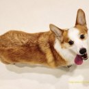 멍그니엘 이미지